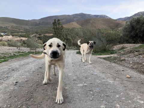 Honden onderweg